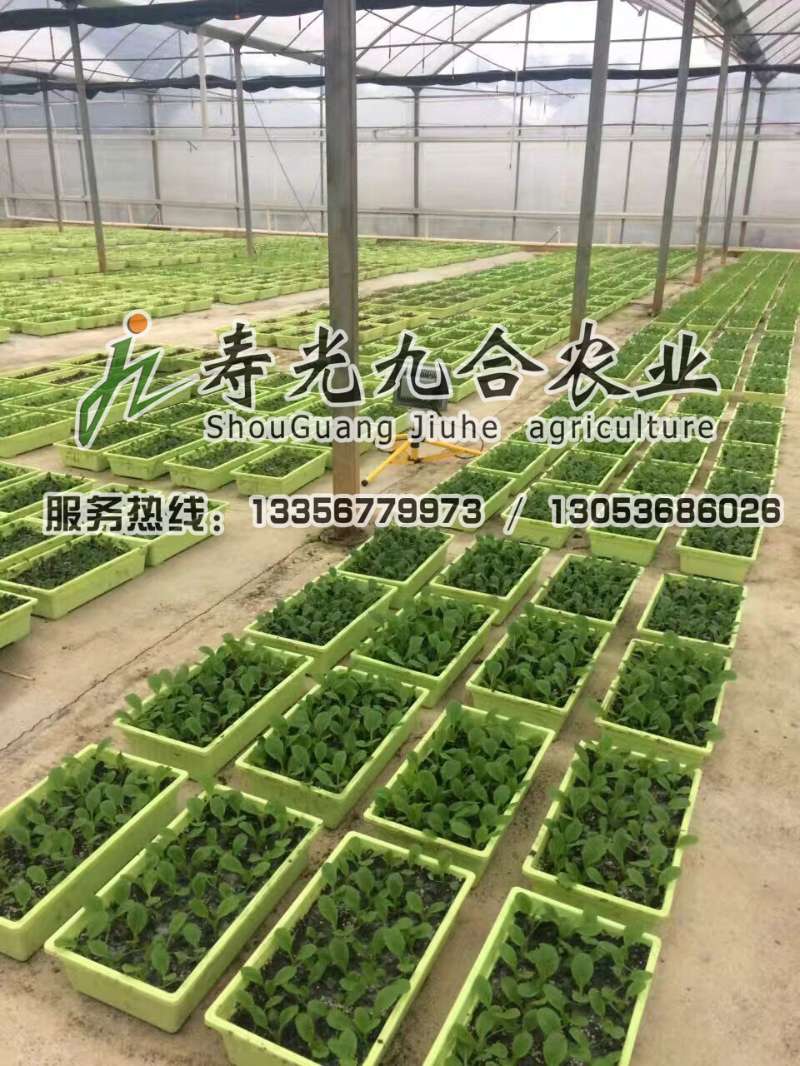 栽培盆栽蔬菜的温室