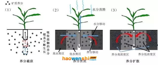 水稻根系适用性示意图