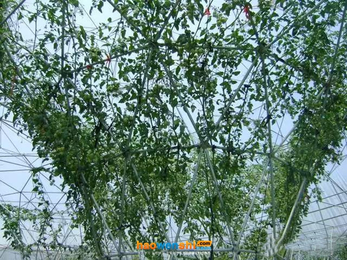 番茄树的钢构树雾培.jpg