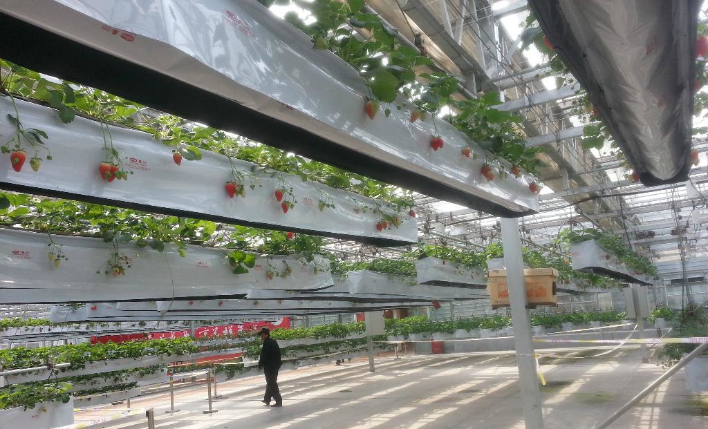 草莓电动可升降吊挂式立体栽培.jpg