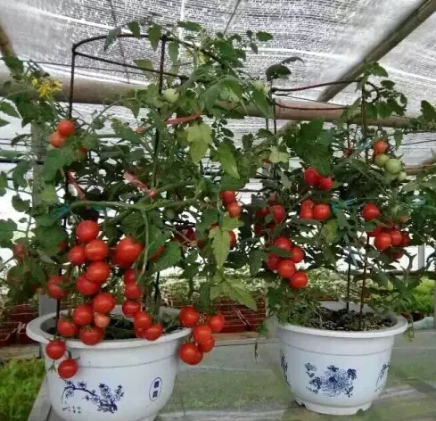 番茄.jpg