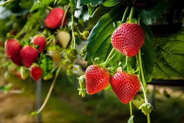 高架草莓.jpg
