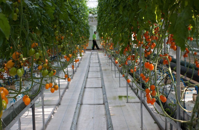 无土栽培--番茄种植.jpg