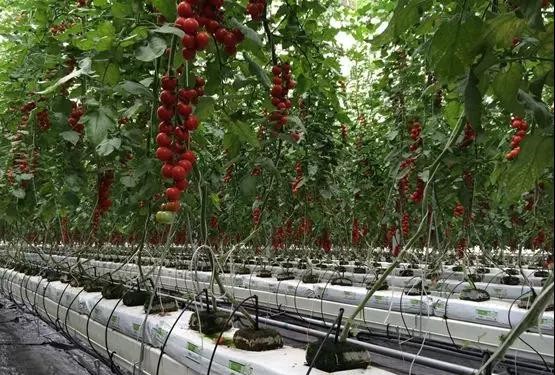番茄--无土栽培椰糠种植袋栽培.jpg