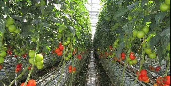 番茄--无土栽培岩棉种植袋栽培.jpg