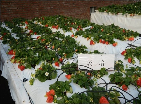 地面立体无土栽培技术模式--草莓袋式栽培.jpg