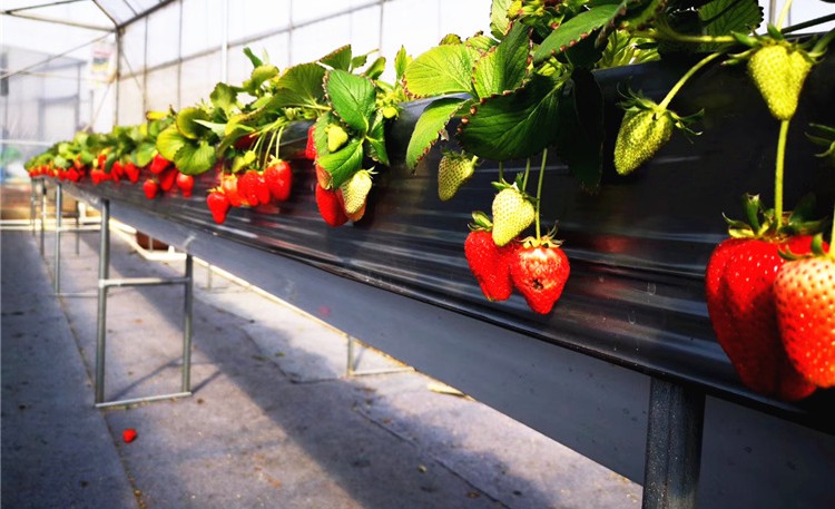 平面支架式无土栽培--草莓H型栽培.jpg