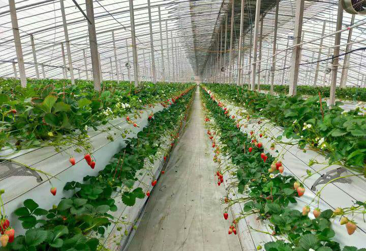 品字型高架草莓种植是如何实现亩产8000斤的？设施构造都有哪些？
