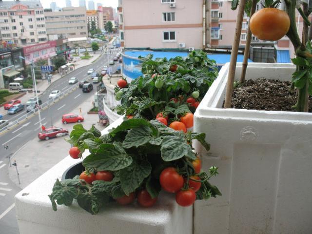 阳台茄果类种植.jpg