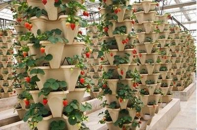草莓的立体栽培方式有哪些？