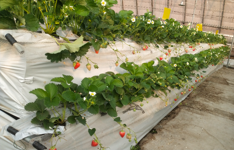 日光温室草莓椰糠高架无土栽培技术