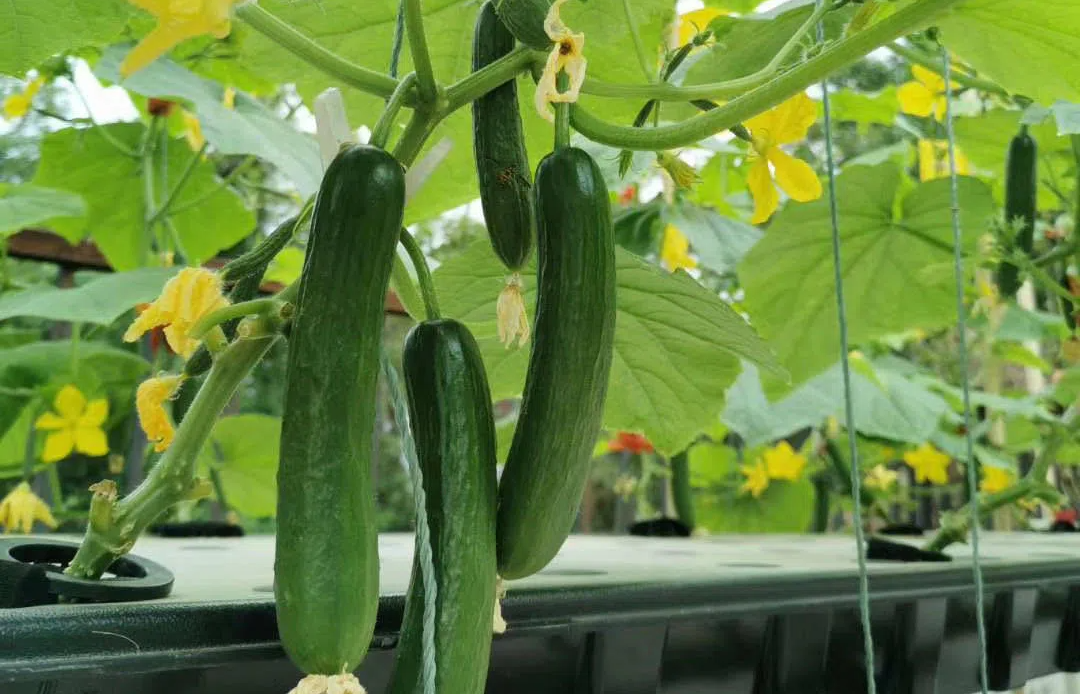 小黄瓜基质栽培技术管理要点