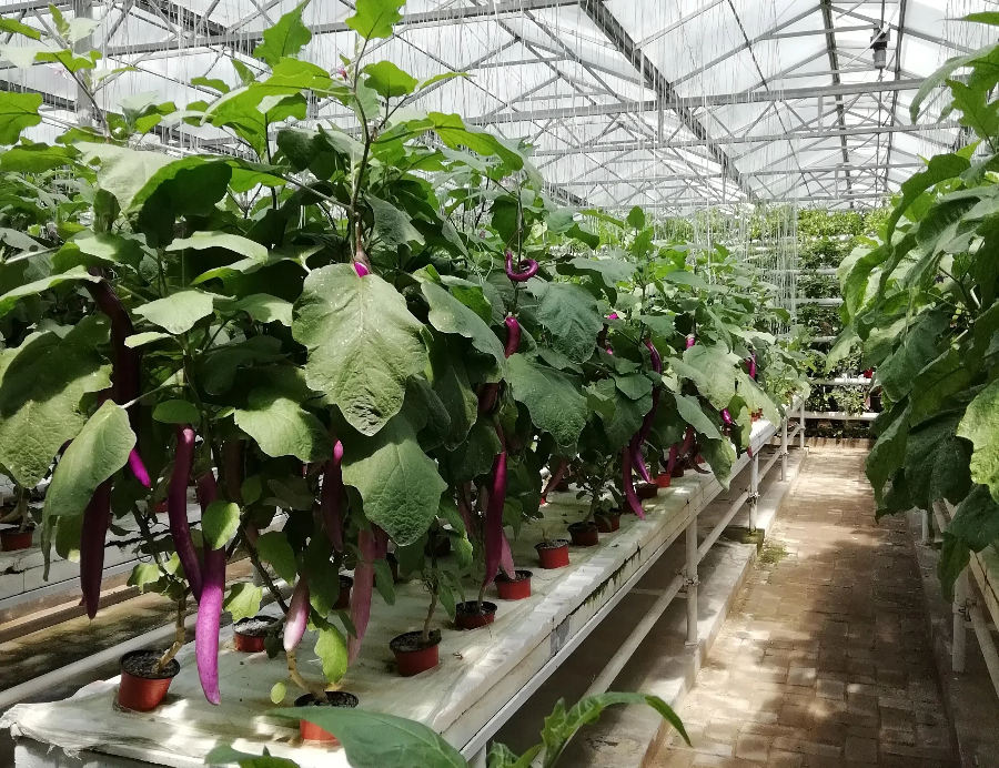 茄子无土栽培技术与定植管理